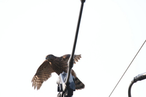 2017/7月 SIGMA150-600C+7D2 焦点距離600mm F8 ss1/500 ISO125 Case3