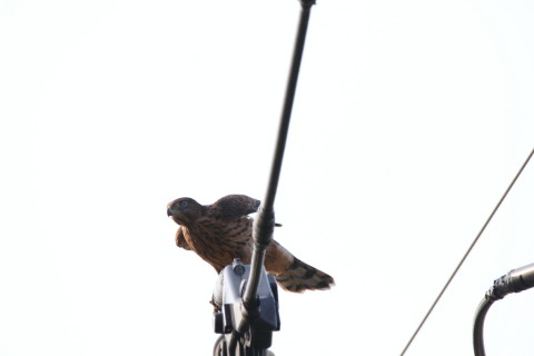 2017/7月 SIGMA150-600C+7D2 焦点距離600mm F8 ss1/500 ISO125 Case3