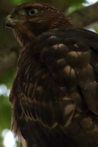 トリミング 2017/7月 SIGMA150-600C+7D2 焦点距離600mm F8 ss1/500 ISO3200