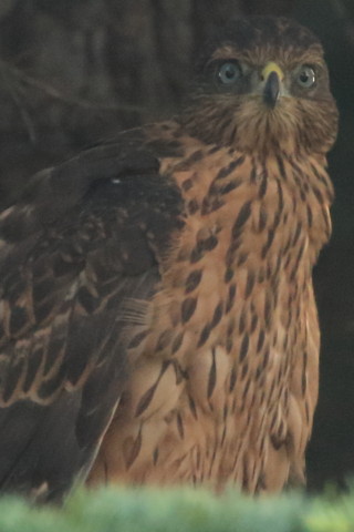 トリミング 2017/7月 SIGMA150-600C+7D2 焦点距離600mm F8 ss1/250 ISO3200