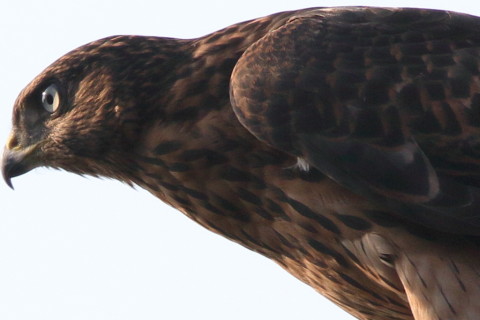 トリミング 2017/7月 SIGMA150-600C+7D2 焦点距離600mm F8 ss1/500 ISO100