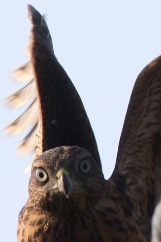 トリミング 2017/7月 SIGMA150-600C+7D2 焦点距離600mm F8 ss1/500 ISO125 Case3