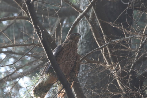 2017/7月 SIGMA150-600C+7D2 焦点距離600mm F8 ss1/500 ISO3200