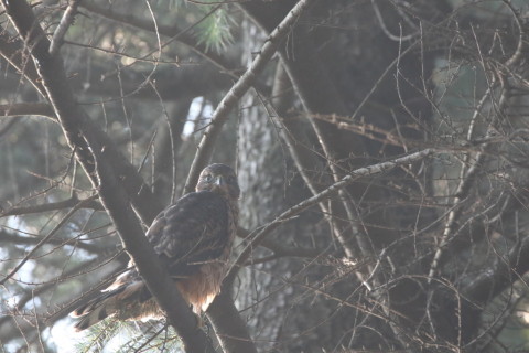 2017/7月 SIGMA150-600C+7D2 焦点距離600mm F8 ss1/500 ISO3200