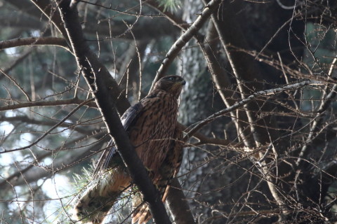 2017/7月 SIGMA150-600C+7D2 焦点距離600mm F8 ss1/500 ISO3200