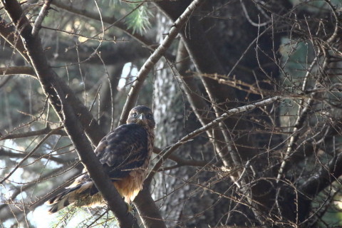 2017/7月 SIGMA150-600C+7D2 焦点距離600mm F8 ss1/500 ISO3200