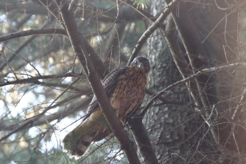 2017/7月 SIGMA150-600C+7D2 焦点距離600mm F8 ss1/500 ISO3200