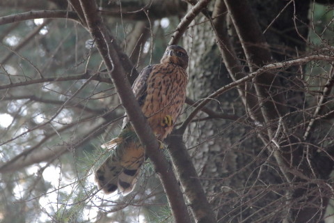 2017/7月 SIGMA150-600C+7D2 焦点距離600mm F8 ss1/500 ISO3200