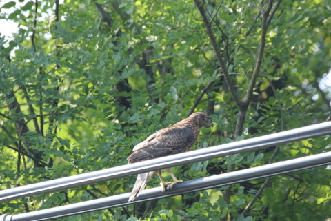 2017/7月 SIGMA150-600C+7D2 焦点距離562mm F8 ss1/500 ISO1000