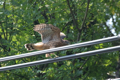 2017/7月 SIGMA150-600C+7D2 焦点距離562mm F8 ss1/1250 ISO2500