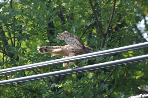 2017/7月 SIGMA150-600C+7D2 焦点距離562mm F8 ss1/1250 ISO2500