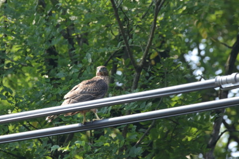 2017/7月 SIGMA150-600C+7D2 焦点距離562mm F8 ss1/1000 ISO2000