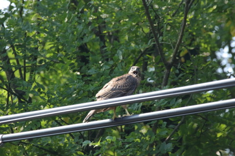 2017/7月 SIGMA150-600C+7D2 焦点距離562mm F8 ss1/1000 ISO1600