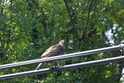 2017/7月 SIGMA150-600C+7D2 焦点距離562mm F8 ss1/1000 ISO1600