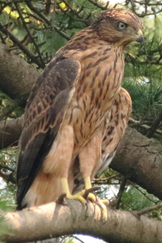 トリミング 2017/7月 SIGMA150-600C+7D2 焦点距離600mm F8 ss1/500 ISO1600
