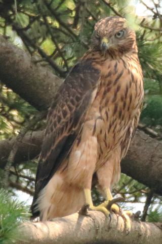 トリミング 2017/7月 SIGMA150-600C+7D2 焦点距離600mm F8 ss1/500 ISO1600