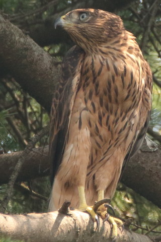トリミング 2017/7月 SIGMA150-600C+7D2 焦点距離600mm F8 ss1/320 ISO800