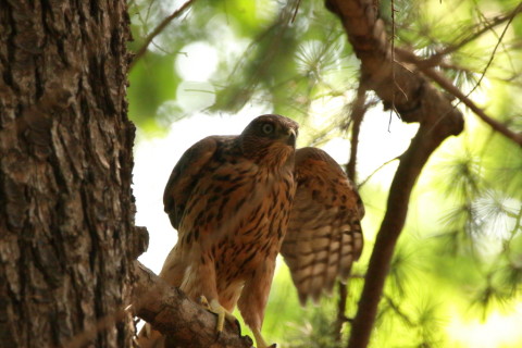 2017/7月 SIGMA150-600C+7D2 焦点距離600mm F8 ss1/320 ISO800