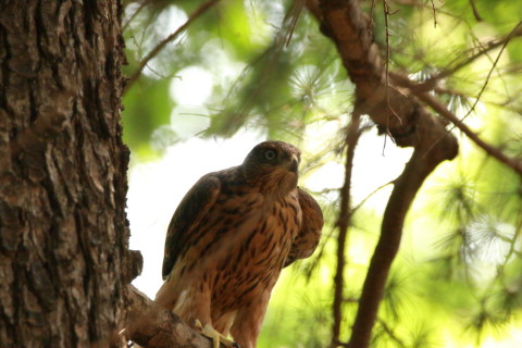 2017/7月 SIGMA150-600C+7D2 焦点距離600mm F8 ss1/320 ISO800