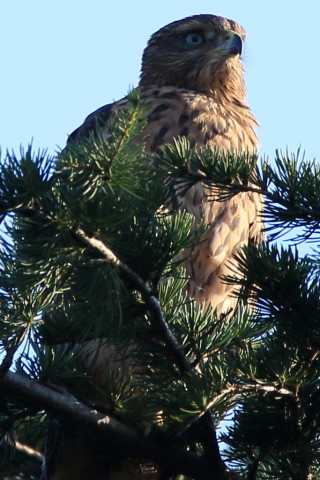 トリミング 2017/7月 SIGMA150-600C+7D2 焦点距離600mm F8 ss1/160 ISO100