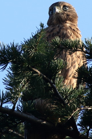 トリミング 2017/7月 SIGMA150-600C+7D2 焦点距離600mm F8 ss1/125 ISO100