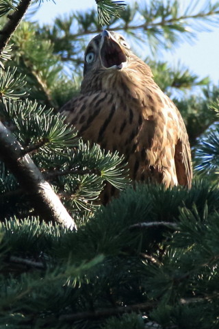 トリミング 2017/7月 SIGMA150-600C+7D2 焦点距離600mm F8 ss1/1250 ISO3200