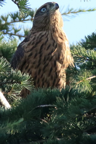 トリミング 2017/7月 SIGMA150-600C+7D2 焦点距離600mm F8 ss1/1250 ISO2000