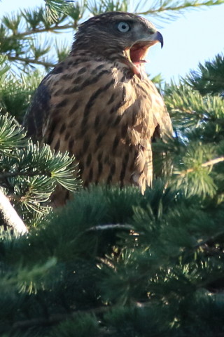 トリミング 2017/7月 SIGMA150-600C+7D2 焦点距離600mm F8 ss1/1250 ISO1600