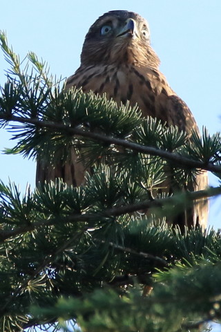 トリミング 2017/7月 SIGMA150-600C+7D2 焦点距離600mm F8 ss1/1000 ISO500