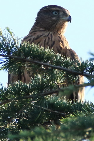 トリミング 2017/7月 SIGMA150-600C+7D2 焦点距離600mm F8 ss1/1000 ISO640