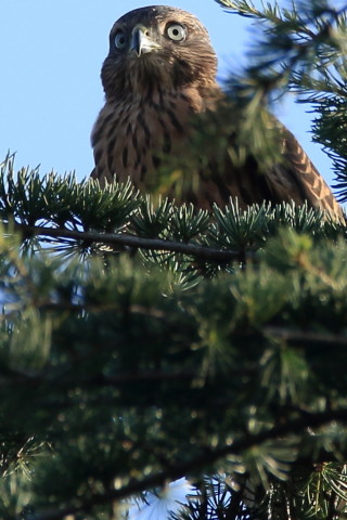 トリミング 2017/7月 SIGMA150-600C+7D2 焦点距離600mm F8 ss1/500 ISO400