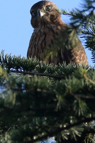 トリミング 2017/7月 SIGMA150-600C+7D2 焦点距離600mm F8 ss1/2000 ISO1250