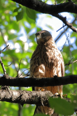2017/7月 SIGMA150-600C+7D2 焦点距離546mm F8 ss1/800 ISO1600