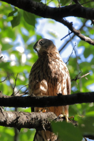 2017/7月 SIGMA150-600C+7D2 焦点距離546mm F8 ss1/800 ISO1600