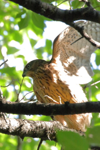 2017/7月 SIGMA150-600C+7D2 焦点距離546mm F8 ss1/800 ISO1600