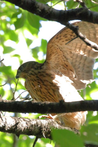 2017/7月 SIGMA150-600C+7D2 焦点距離546mm F8 ss1/800 ISO1600