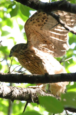 2017/7月 SIGMA150-600C+7D2 焦点距離546mm F8 ss1/800 ISO1600
