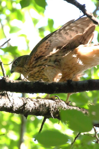 2017/7月 SIGMA150-600C+7D2 焦点距離546mm F8 ss1/800 ISO1600