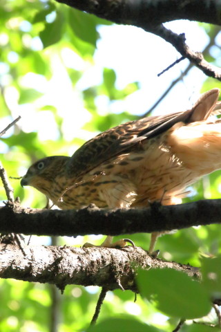 2017/7月 SIGMA150-600C+7D2 焦点距離546mm F8 ss1/800 ISO1600