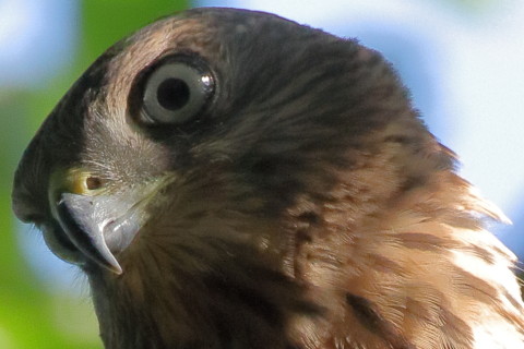 トリミング 2017/7月 SIGMA150-600C+7D2 焦点距離546mm F8 ss1/800 ISO1600