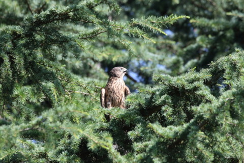 2017/7月 SIGMA150-600C+7D2 焦点距離600mm F8 ss1/640 ISO800
