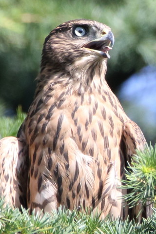 トリミング 2017/7月 SIGMA150-600C+7D2 焦点距離600mm F8 ss1/640 ISO800