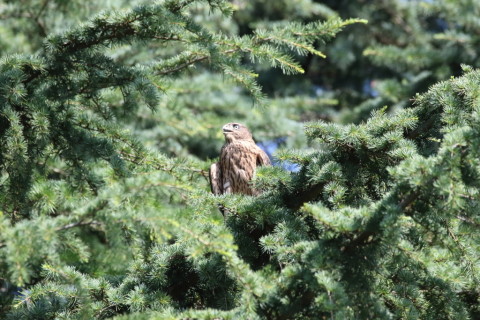 2017/7月 SIGMA150-600C+7D2 焦点距離600mm F8 ss1/1000 ISO1600