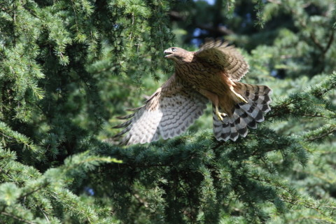 2017/7月 SIGMA150-600C+7D2 焦点距離600mm F8 ss1/1000 ISO1250 Case3