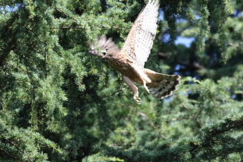2017/7月 SIGMA150-600C+7D2 焦点距離600mm F8 ss1/1000 ISO1250 Case3