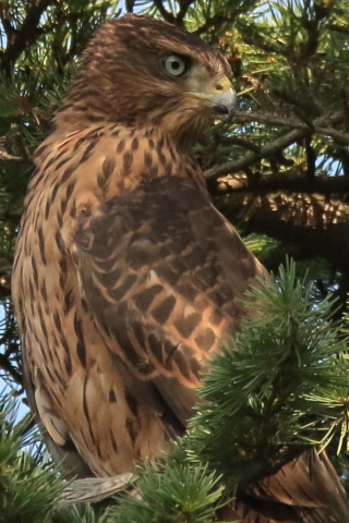 トリミング 2017/7月 SIGMA150-600C+7D2 焦点距離600mm F8 ss1/1250 ISO1600