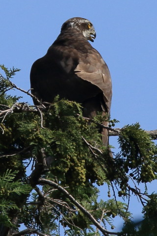 トリミング 2017/7月 SIGMA150-600C+7D2 焦点距離600mm F8 ss1/1250 ISO320