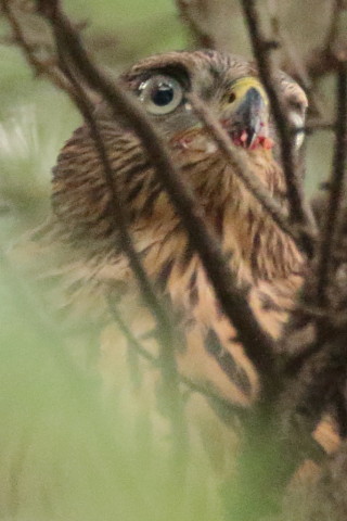 トリミング 2017/7月 SIGMA150-600C+7D2 焦点距離600mm F7.1 ss1/250 ISO6400