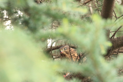 2017/7月 SIGMA150-600C+7D2 焦点距離600mm F8 ss1/160 ISO6400