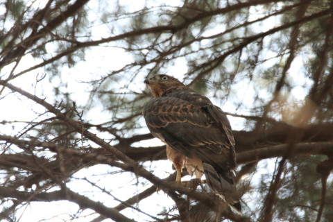 2017/7月 SIGMA150-600C+7D2 焦点距離600mm F8 ss1/500 ISO6400